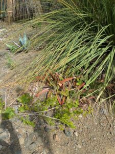 image from Ruth Bancroft Garden in Walnut Creek - April 2024
