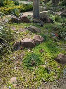 image from Ruth Bancroft Garden in Walnut Creek - April 2024