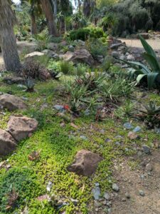 image from Ruth Bancroft Garden in Walnut Creek - April 2024