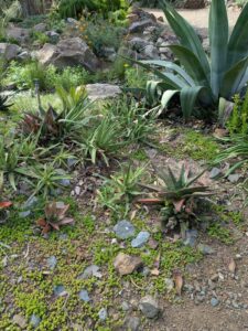 image from Ruth Bancroft Garden in Walnut Creek - April 2024