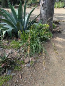 image from Ruth Bancroft Garden in Walnut Creek - April 2024