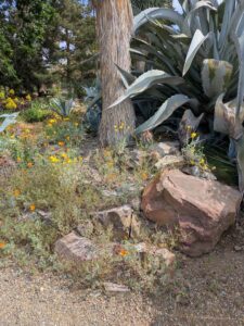 image from Ruth Bancroft Garden in Walnut Creek - April 2024