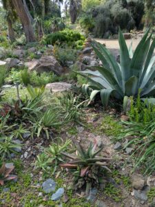 image from Ruth Bancroft Garden in Walnut Creek - April 2024