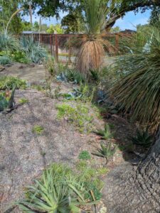 image from Ruth Bancroft Garden in Walnut Creek - April 2024