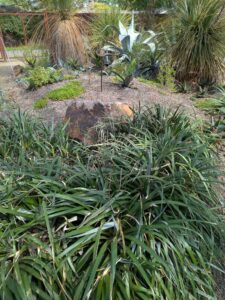 image from Ruth Bancroft Garden in Walnut Creek - April 2024