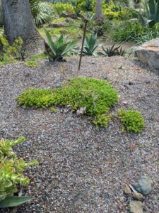 image from Ruth Bancroft Garden in Walnut Creek - April 2024