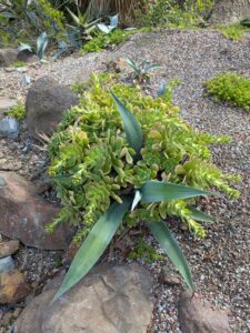 image from Ruth Bancroft Garden in Walnut Creek - April 2024