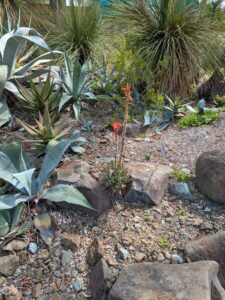 image from Ruth Bancroft Garden in Walnut Creek - April 2024