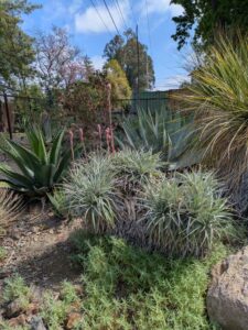 image from Ruth Bancroft Garden in Walnut Creek - April 2024