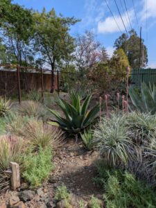 image from Ruth Bancroft Garden in Walnut Creek - April 2024