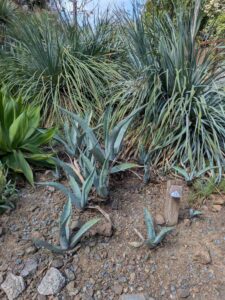 image from Ruth Bancroft Garden in Walnut Creek - April 2024