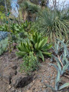 image from Ruth Bancroft Garden in Walnut Creek - April 2024