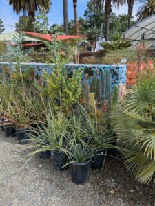 image from Ruth Bancroft Garden in Walnut Creek - April 2024