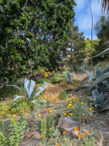 image from Ruth Bancroft Garden in Walnut Creek - April 2024