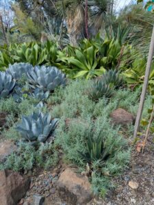 image from Ruth Bancroft Garden in Walnut Creek - April 2024