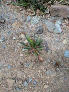 image from Ruth Bancroft Garden in Walnut Creek - April 2024