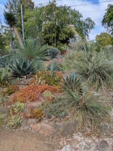 image from Ruth Bancroft Garden in Walnut Creek - April 2024
