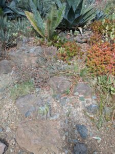 image from Ruth Bancroft Garden in Walnut Creek - April 2024