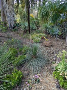 image from Ruth Bancroft Garden in Walnut Creek - April 2024
