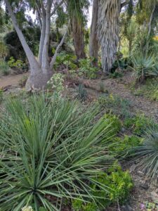 image from Ruth Bancroft Garden in Walnut Creek - April 2024