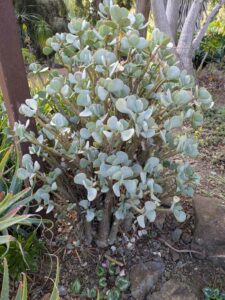 image from Ruth Bancroft Garden in Walnut Creek - April 2024