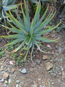 image from Ruth Bancroft Garden in Walnut Creek - April 2024
