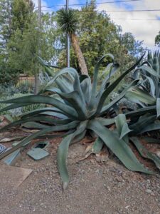 image from Ruth Bancroft Garden in Walnut Creek - April 2024