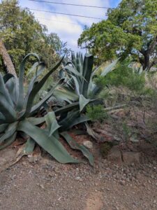 image from Ruth Bancroft Garden in Walnut Creek - April 2024