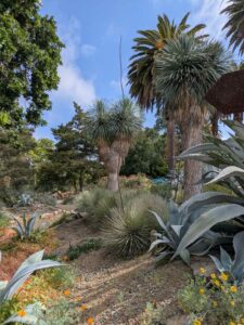 image from Ruth Bancroft Garden in Walnut Creek - April 2024