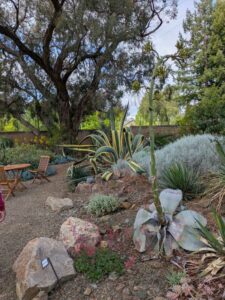 image from Ruth Bancroft Garden in Walnut Creek - April 2024