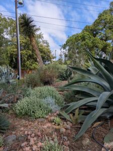 image from Ruth Bancroft Garden in Walnut Creek - April 2024