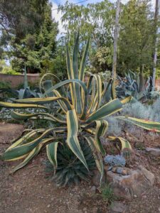 image from Ruth Bancroft Garden in Walnut Creek - April 2024