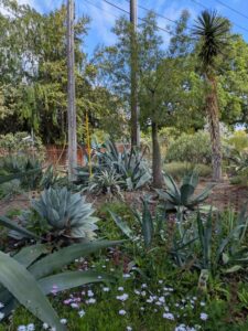 image from Ruth Bancroft Garden in Walnut Creek - April 2024