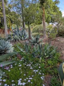 image from Ruth Bancroft Garden in Walnut Creek - April 2024