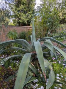 image from Ruth Bancroft Garden in Walnut Creek - April 2024