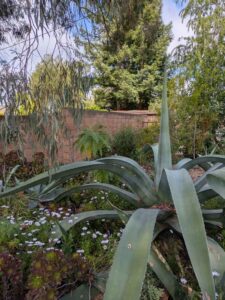 image from Ruth Bancroft Garden in Walnut Creek - April 2024