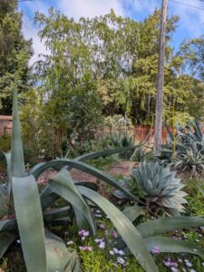 image from Ruth Bancroft Garden in Walnut Creek - April 2024