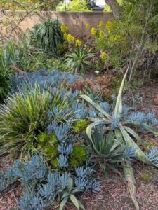 image from Ruth Bancroft Garden in Walnut Creek - April 2024