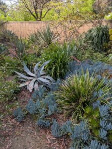 image from Ruth Bancroft Garden in Walnut Creek - April 2024