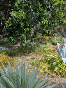 image from Ruth Bancroft Garden in Walnut Creek - April 2024