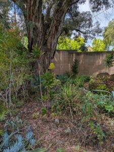 image from Ruth Bancroft Garden in Walnut Creek - April 2024