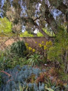 image from Ruth Bancroft Garden in Walnut Creek - April 2024