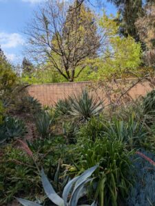 image from Ruth Bancroft Garden in Walnut Creek - April 2024