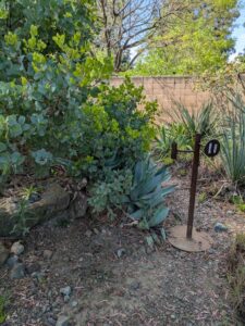 image from Ruth Bancroft Garden in Walnut Creek - April 2024