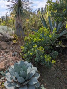 image from Ruth Bancroft Garden in Walnut Creek - April 2024