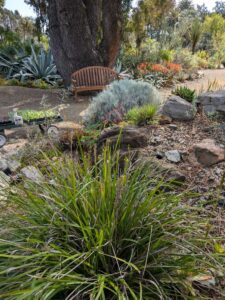 image from Ruth Bancroft Garden in Walnut Creek - April 2024