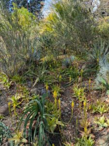 image from Ruth Bancroft Garden in Walnut Creek - April 2024