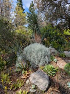 image from Ruth Bancroft Garden in Walnut Creek - April 2024