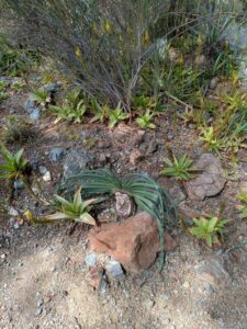 image from Ruth Bancroft Garden in Walnut Creek - April 2024