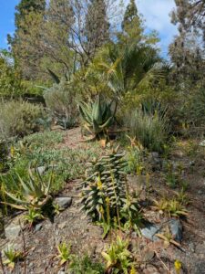 image from Ruth Bancroft Garden in Walnut Creek - April 2024